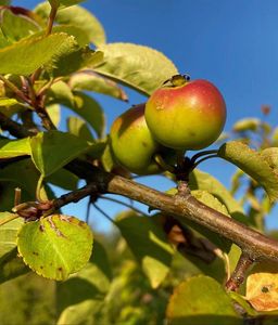 Äpfel auf Baum