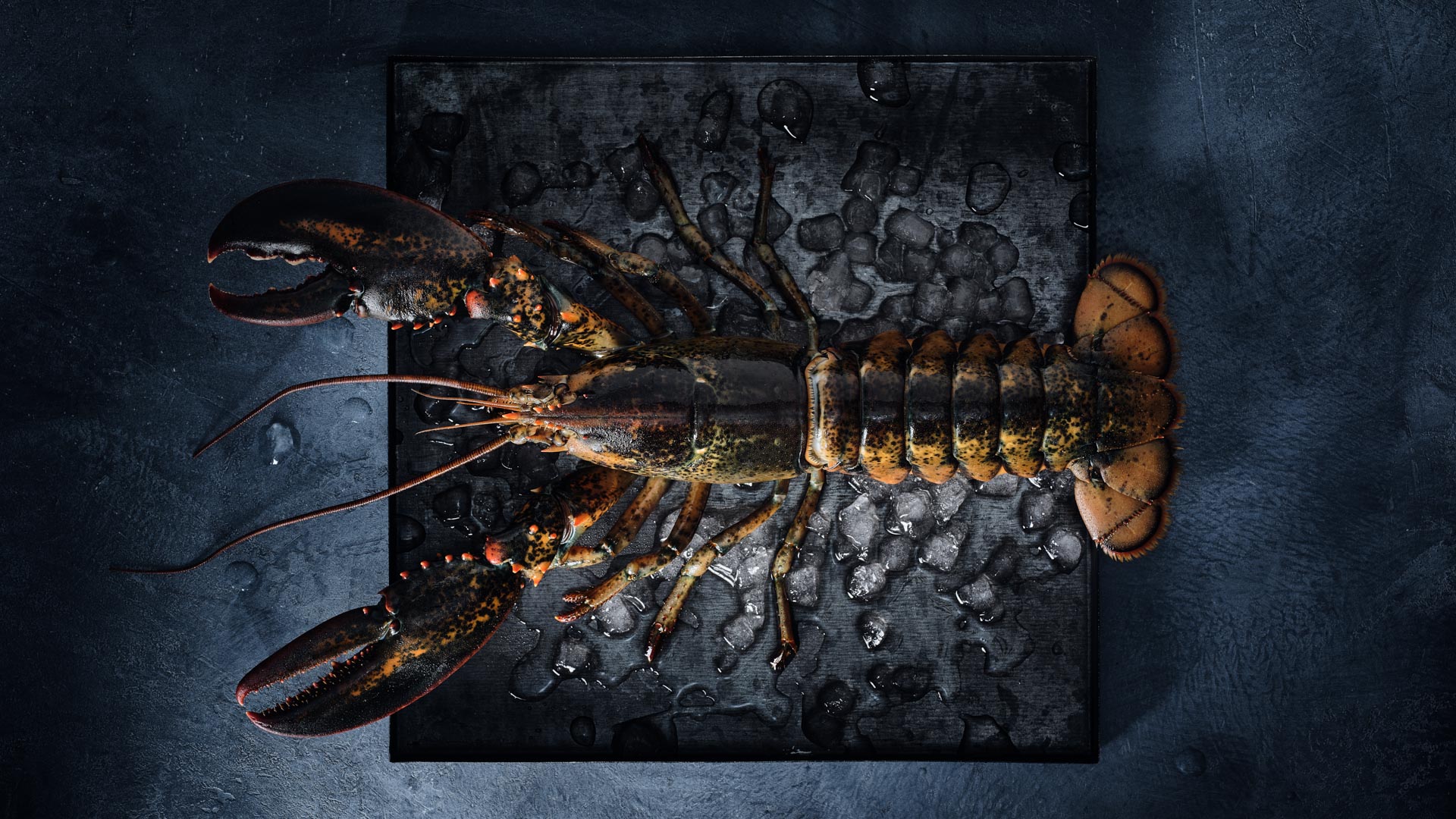 Fisch & Meeresfrüchte